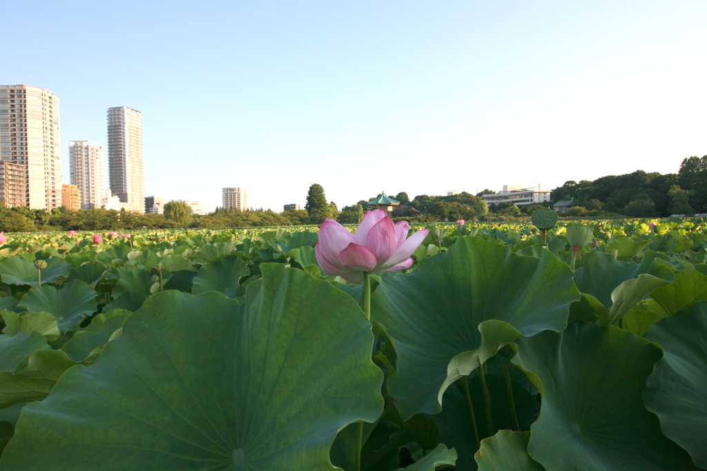不忍池の蓮一輪