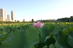 不忍池の蓮一輪