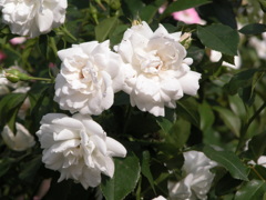 荒川遊園の薔薇７