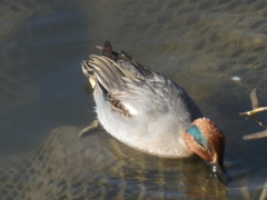 橋の上から野鳥、コガモ