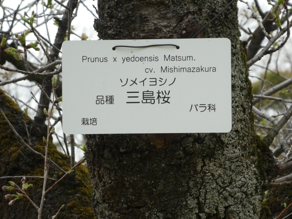 小石川植物園のソメイヨシノ・三島桜