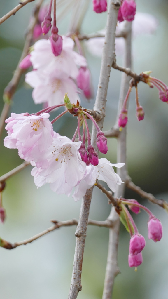 八重紅江戸彼岸の枝垂桜