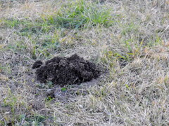 荒川土手のモグラの穴が目立て来ました