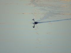 夕日を浴びるカンムリカイツブリ
