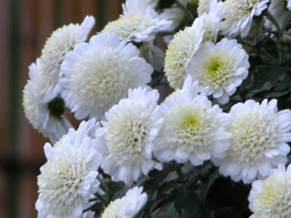 亀戸天神の白い小菊