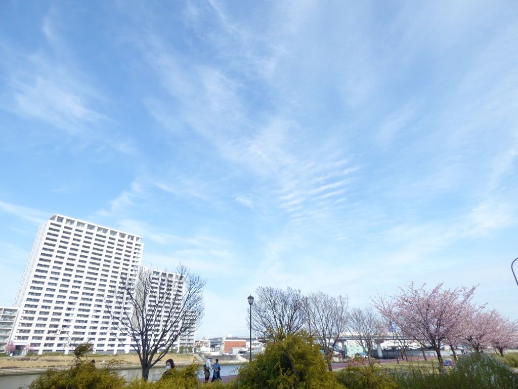 隅田川沿いのオオカンザクラと雲