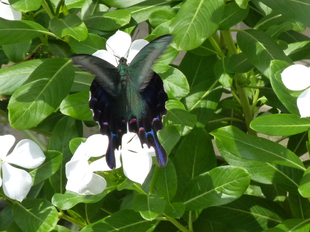 カラスアゲハの七変化２