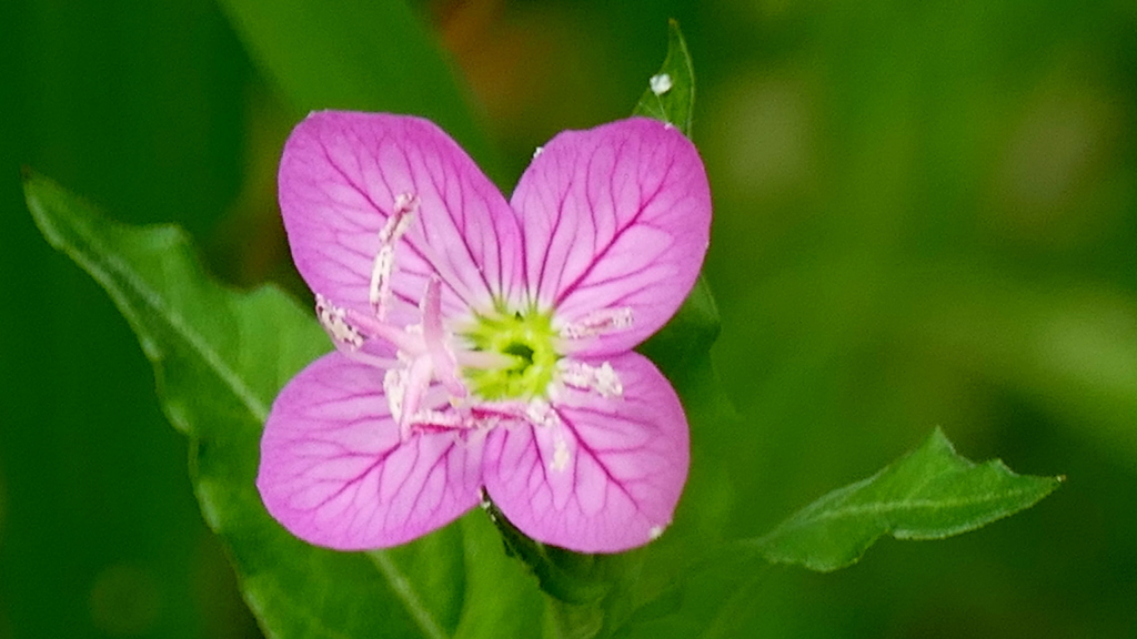 アカバナ夕化粧の蕊とかふん