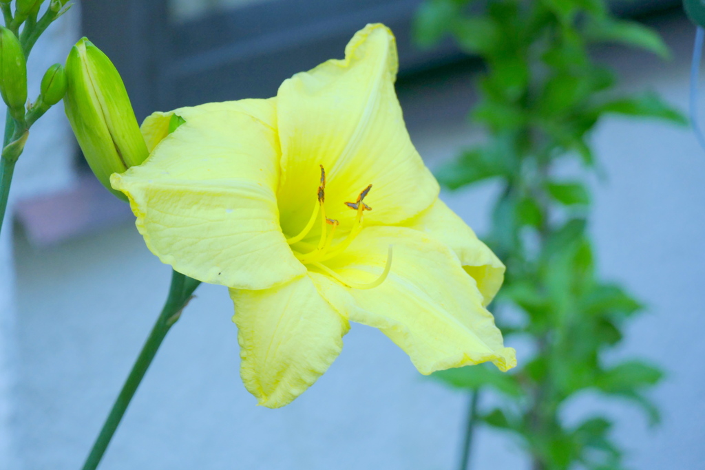 黄色いヘメロカリスの蕊