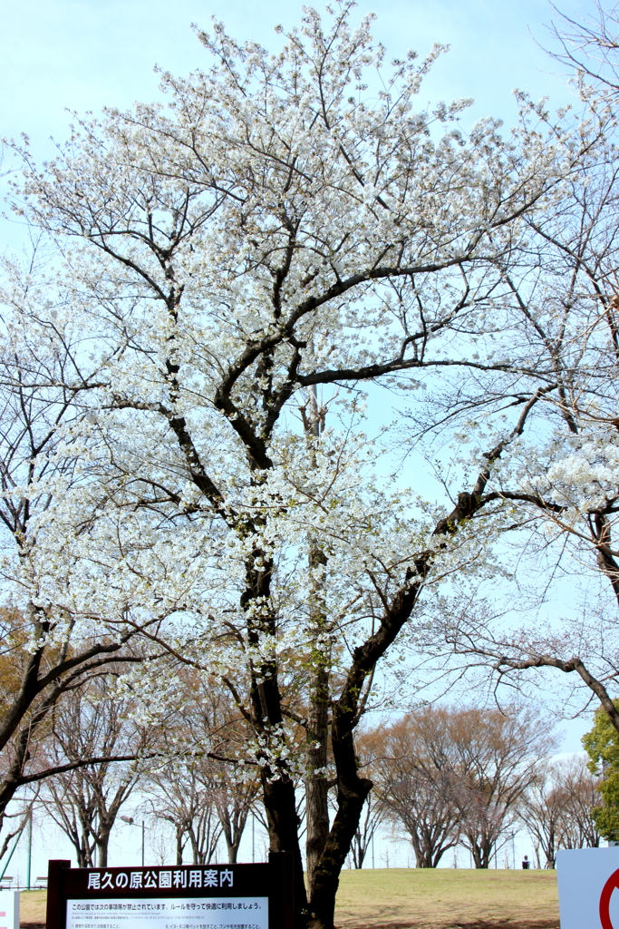 満開の早咲き大島桜