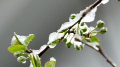 みぞれに変わる