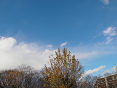 桜木ワンドの向かいの公園上空の山の雪雲のような白雲