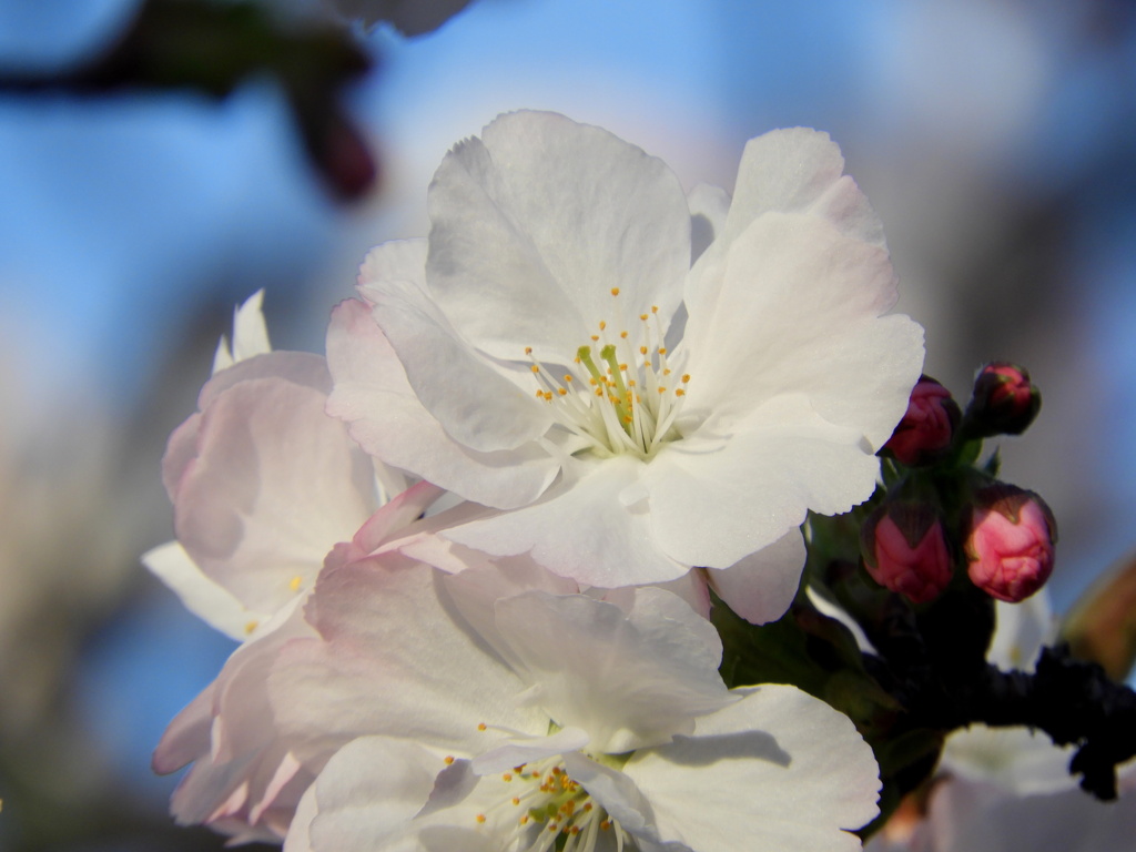 高砂桜