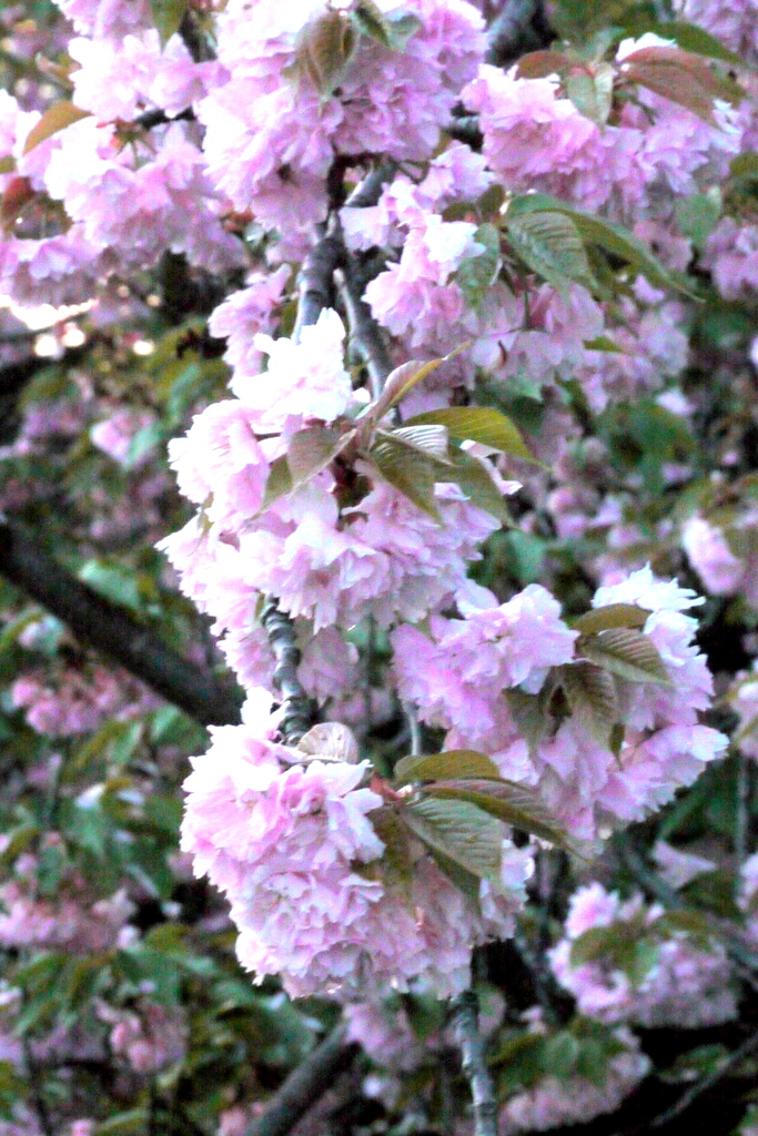 夕暮れの里桜