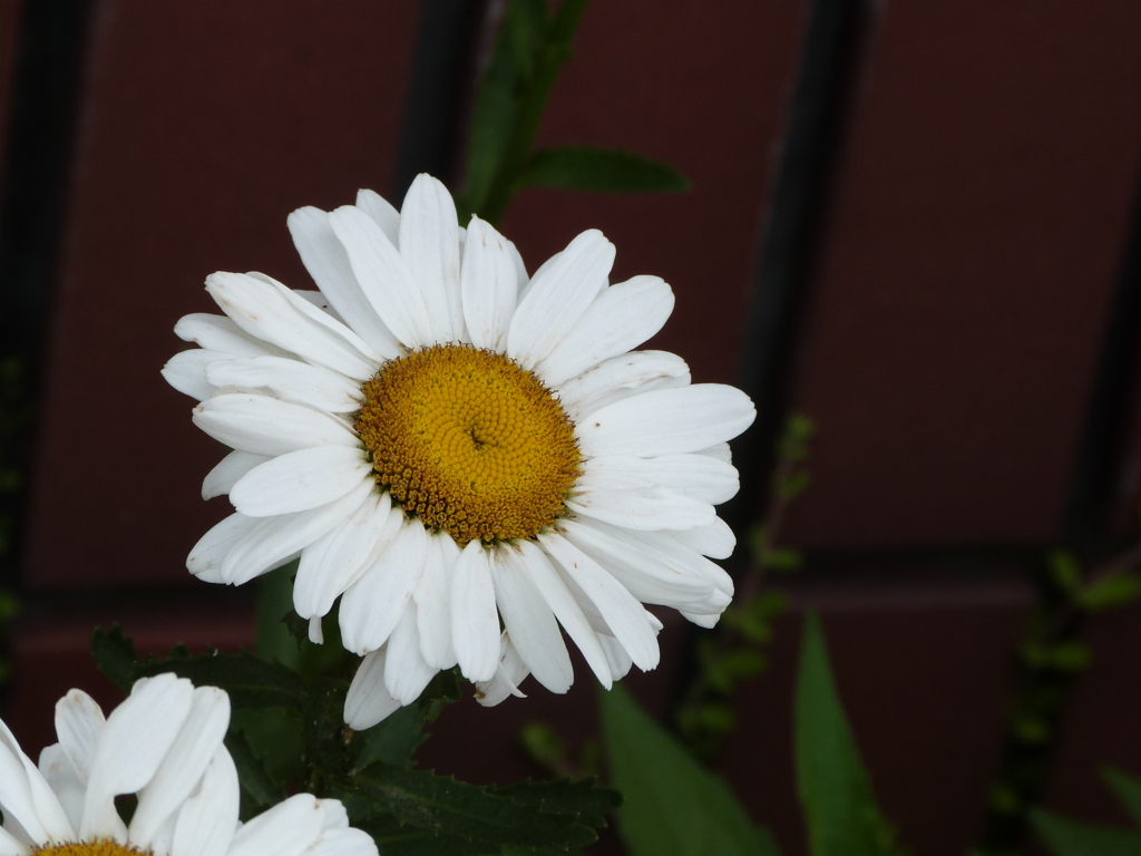 大分日田町の真っ白なシャスタデージー