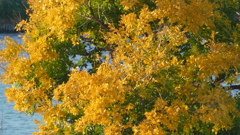 かわらのえのき