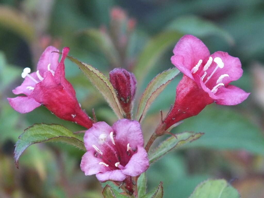 冬のタニウツギ