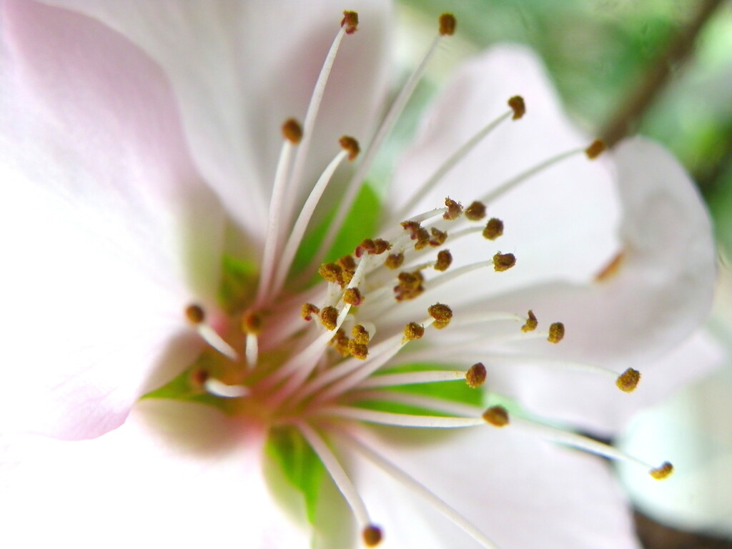 アーモンドの花蕊