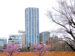 上野不忍池の河津桜とタワーマンション