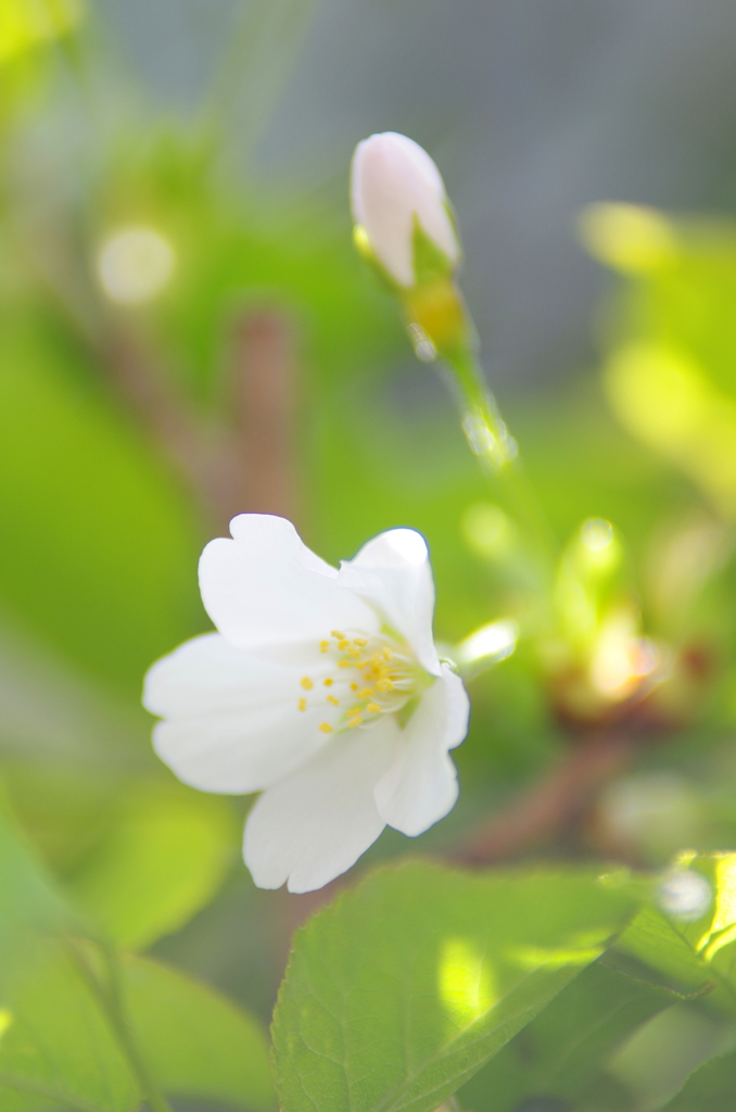 木漏れ日に輝く白い大島桜
