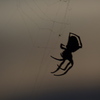 夕方のオニクグモの巣ずくろい,所で夜蜘って…蜘蛛？迷信