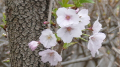 この場所だけ結構遅く咲く里ザクラがもうこんなに咲いていた。