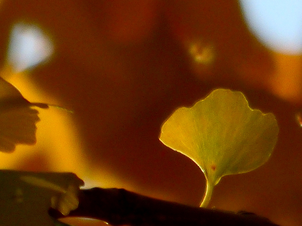 銀杏稲荷のイチョウ