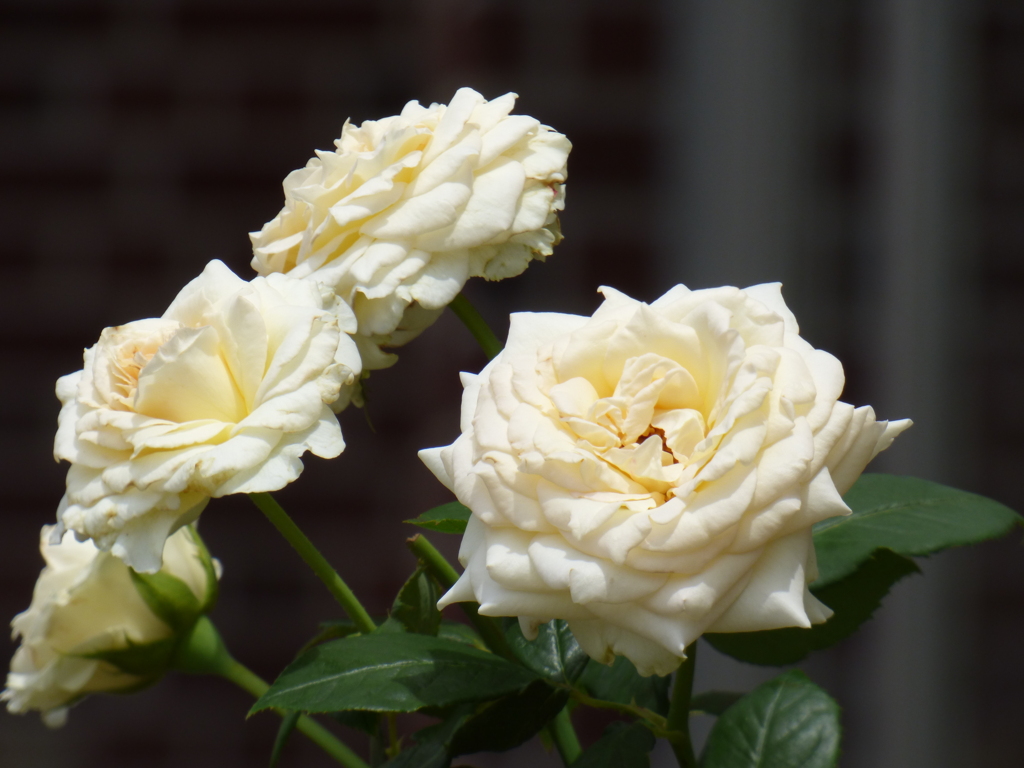 隅田川沿いの白いバラ