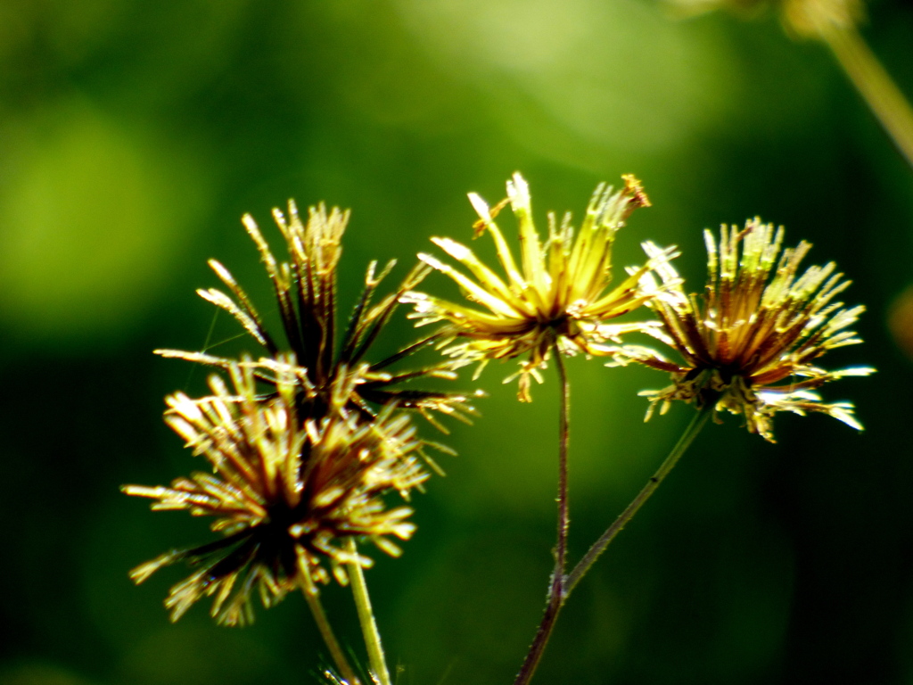 土手のセンダン草