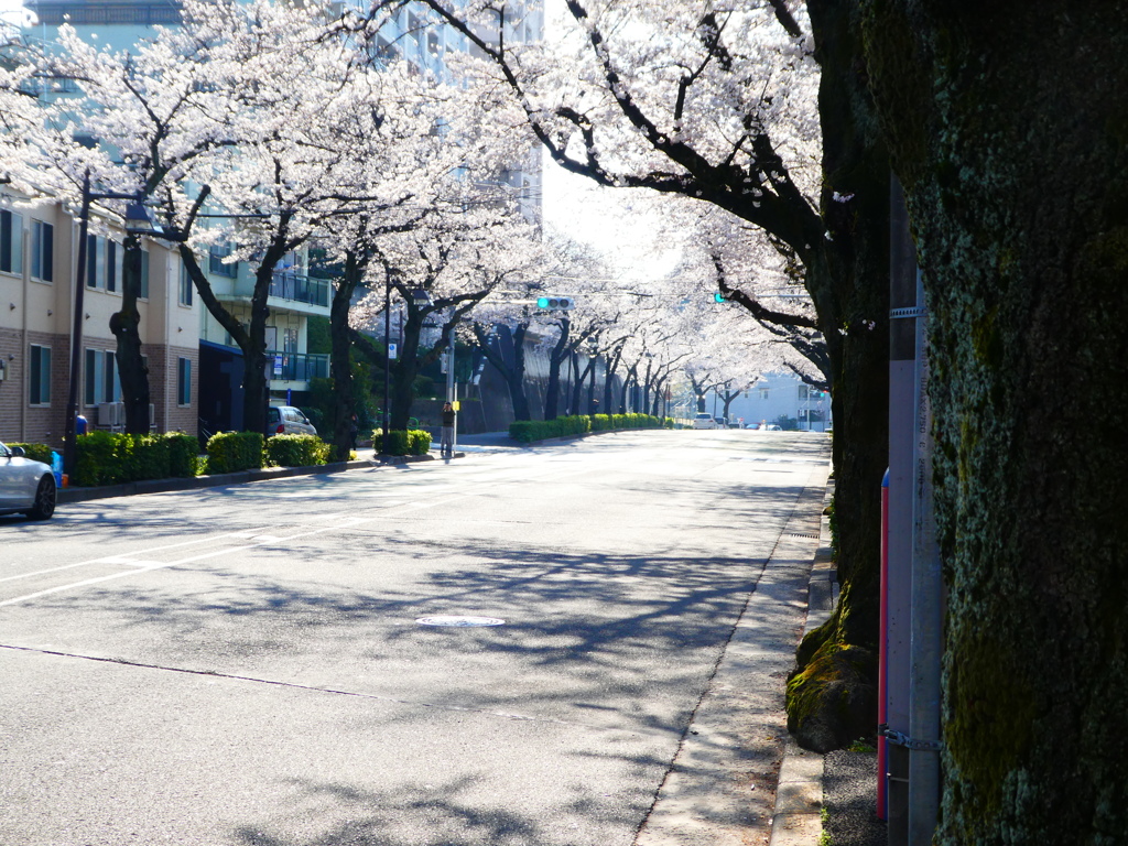 赤羽の桜並木