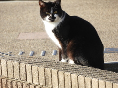 桜木ワンドのりりしい猫