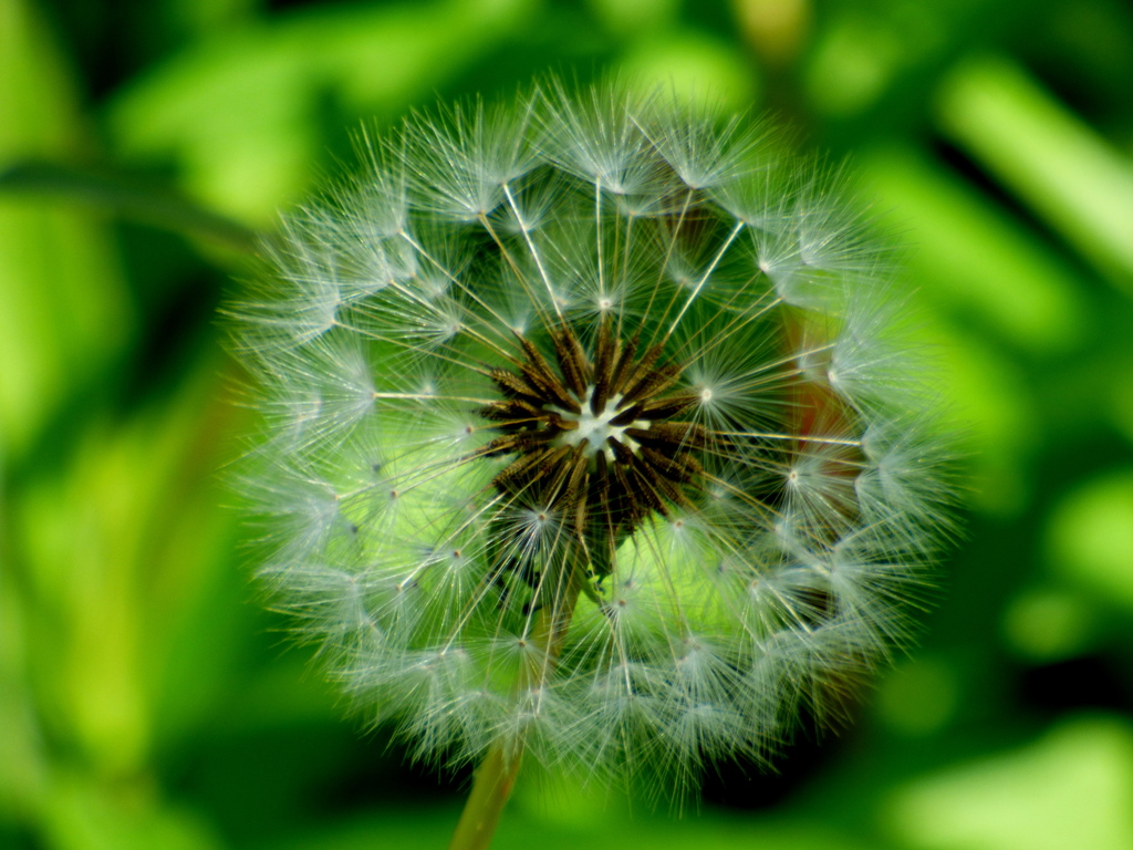 ありふれたタンポポだが