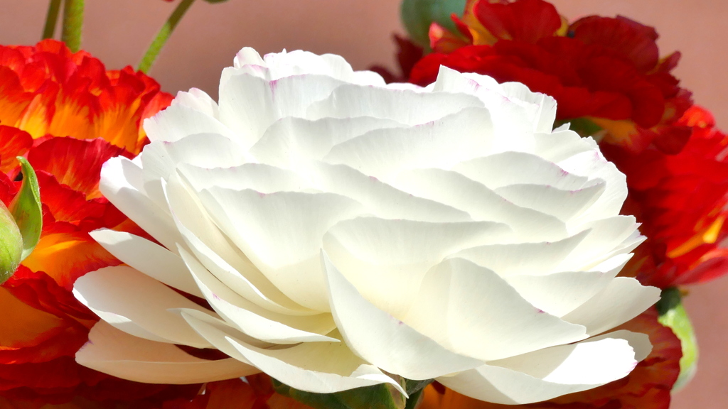 街路の花壇の紅白