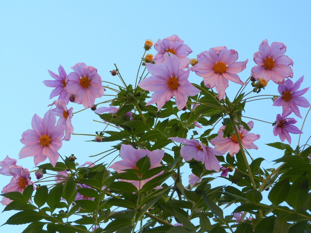 最近見かけない皇帝ダリア