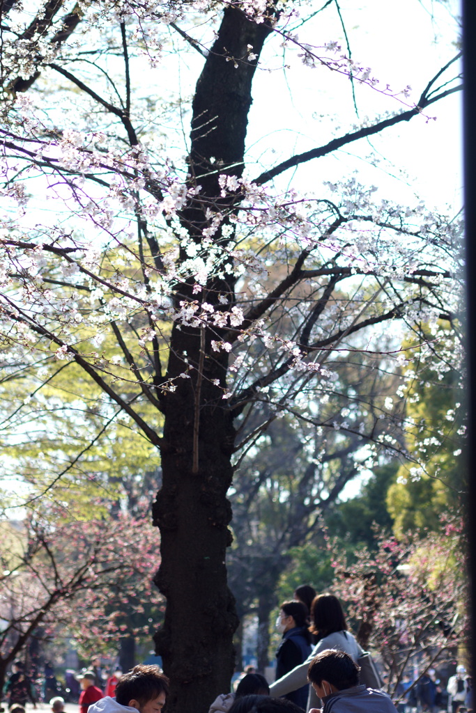 にぎわう上野公園の花見