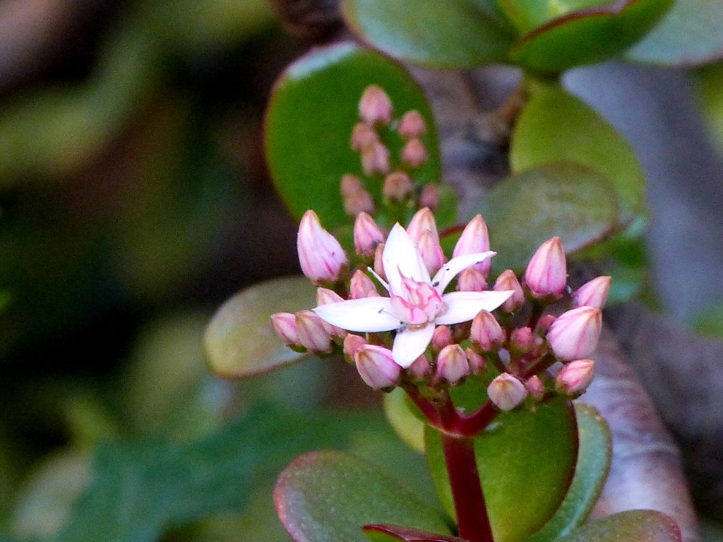 花月(カネノナルキ)
