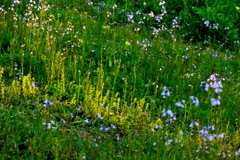 夕日の当たる土手のマツバウンラン