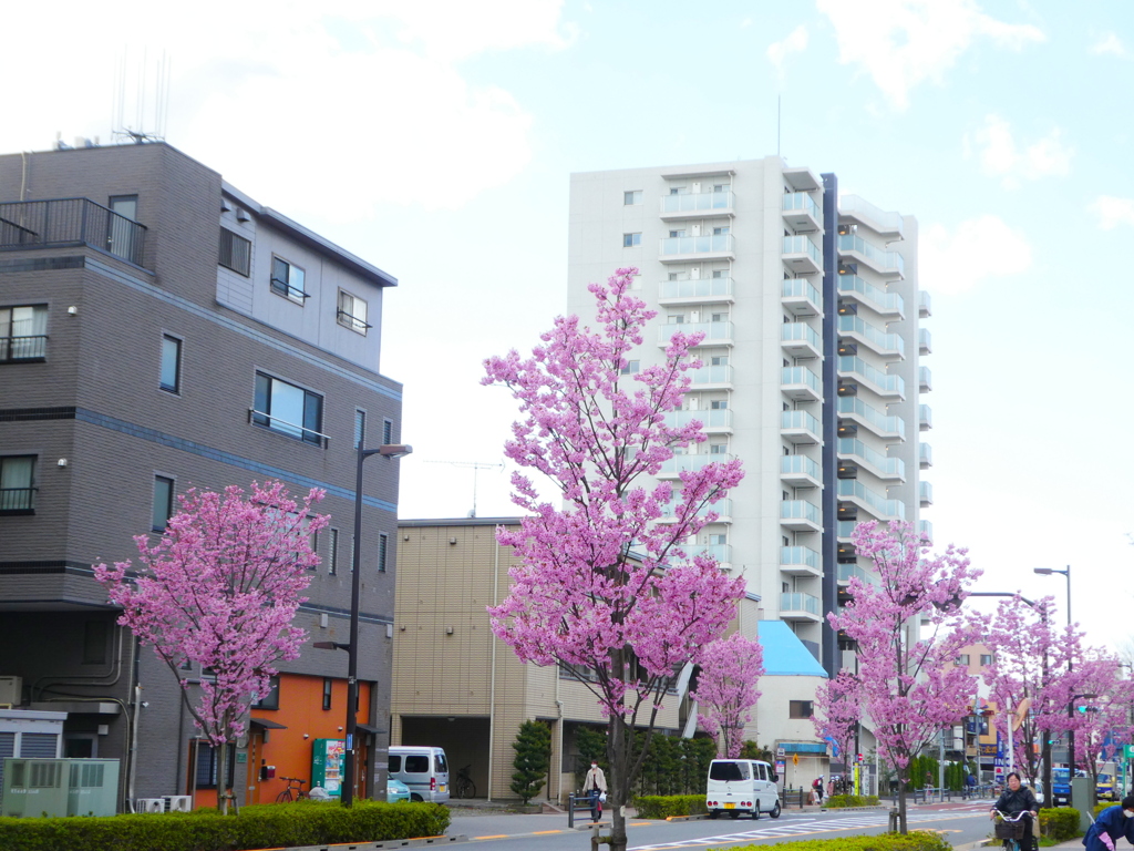 陽光桜