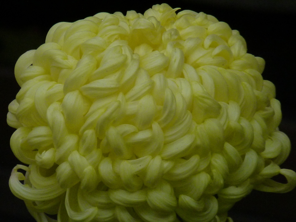 アツモノ菊