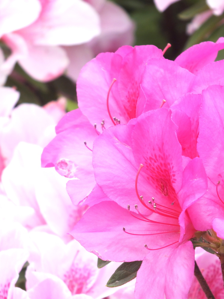 オオムラサキツツジもヒラドつつじ