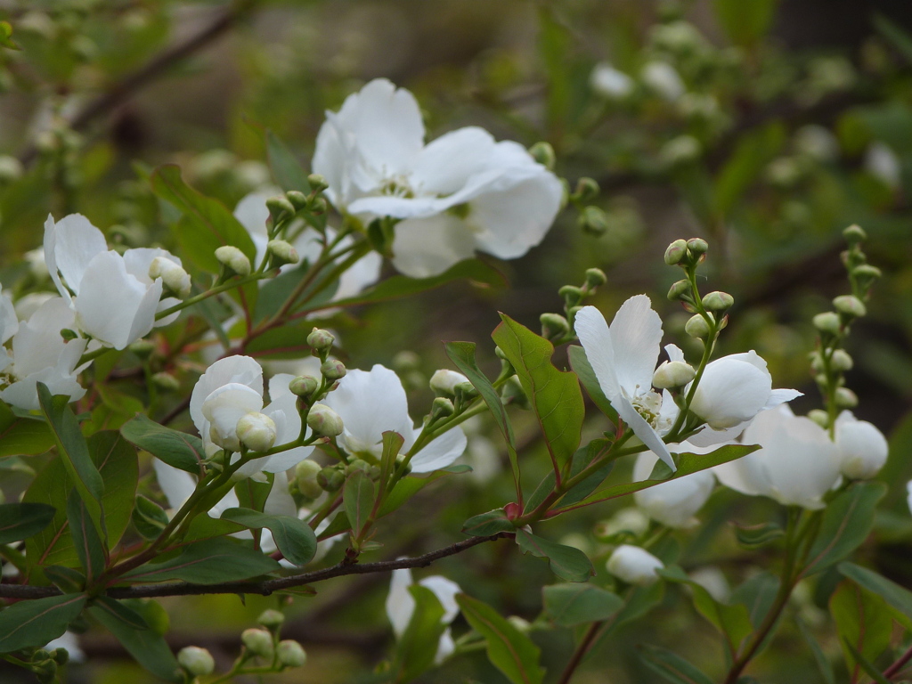 これは、リキュウバイ