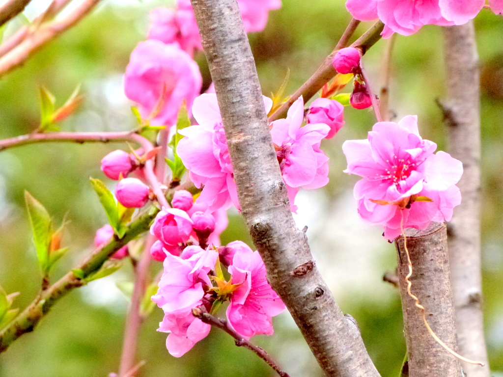 花桃が咲いていました