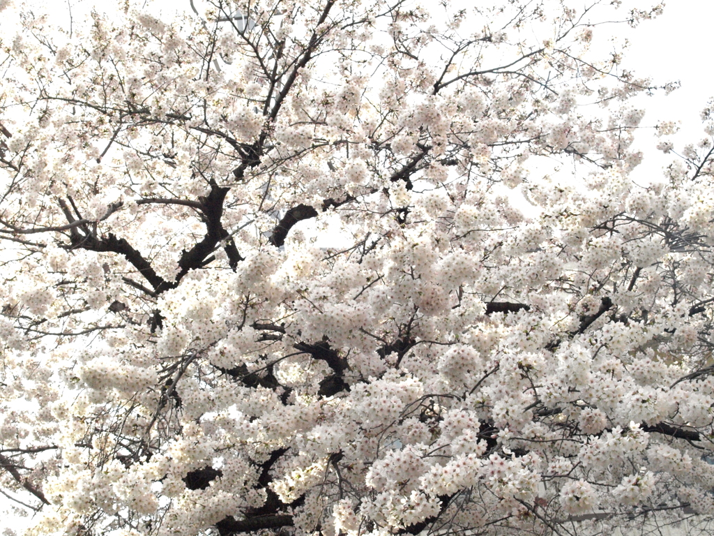 一本松児童公園の満開のソメイヨシノ