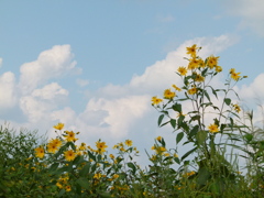 荒川の河原の雲の風景