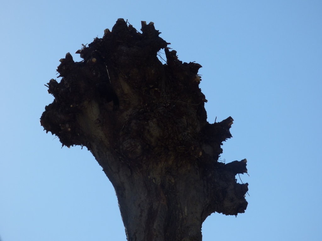 遥か遠い異国の故郷を思う