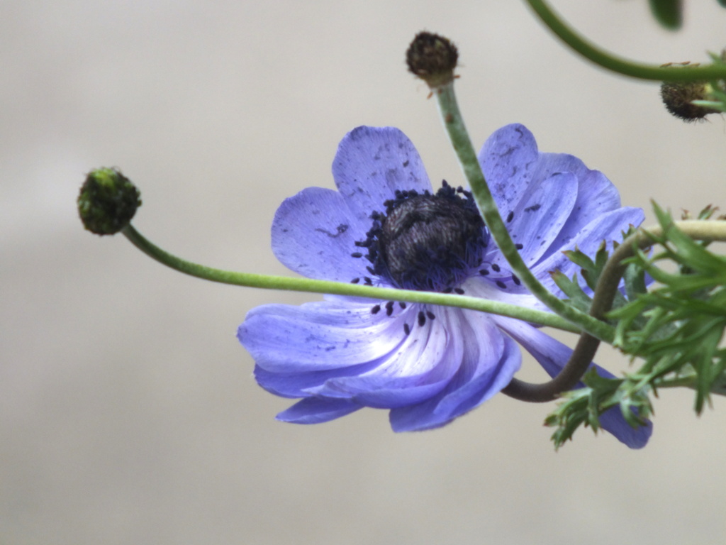 ブルーのラナンキュラス