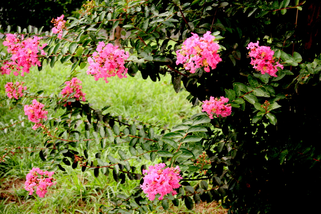 公園の花壇ピンクの百日紅