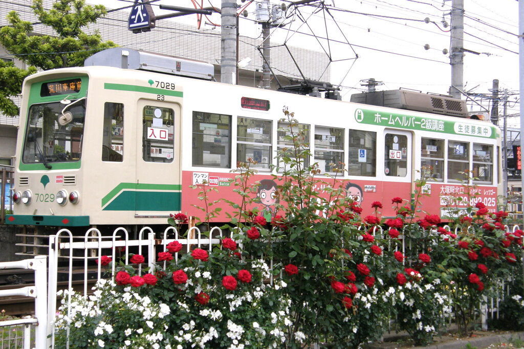 都電荒川線と薔薇のいろいろ７