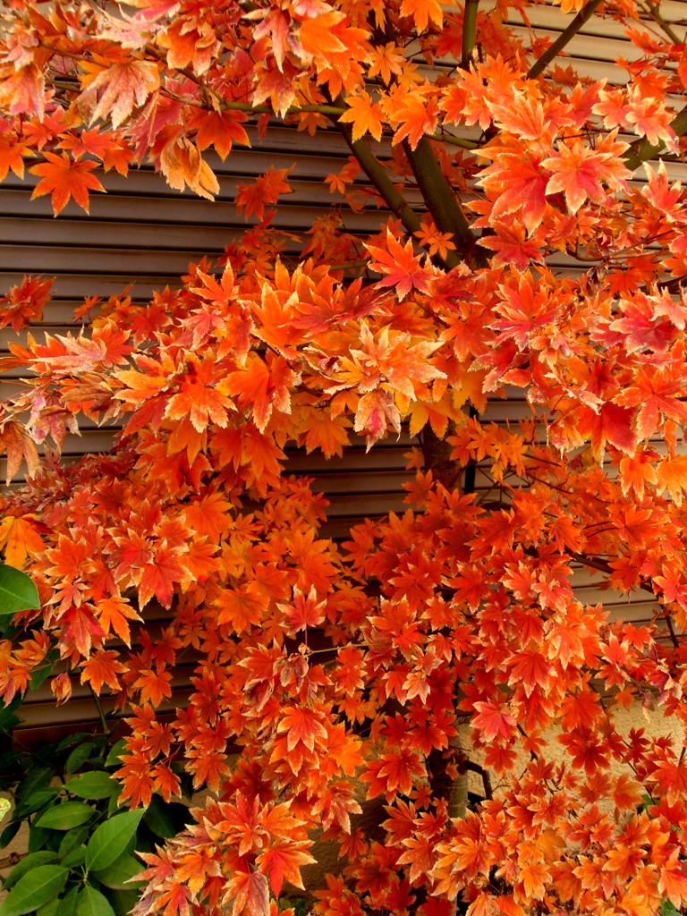 民家の前の楓の紅葉