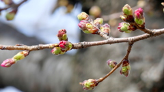 江戸彼岸桜の蕾